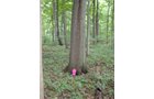 Property photo 9 - 160 Acres Offered in 6 Tracts